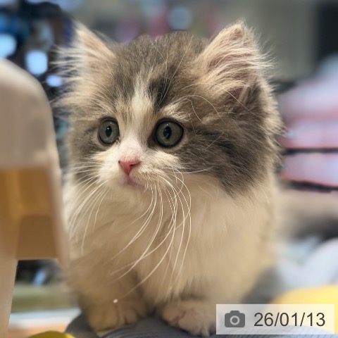 マンチカンの写真