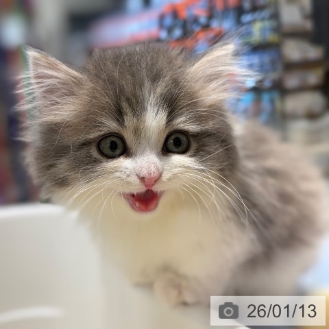 マンチカンの写真