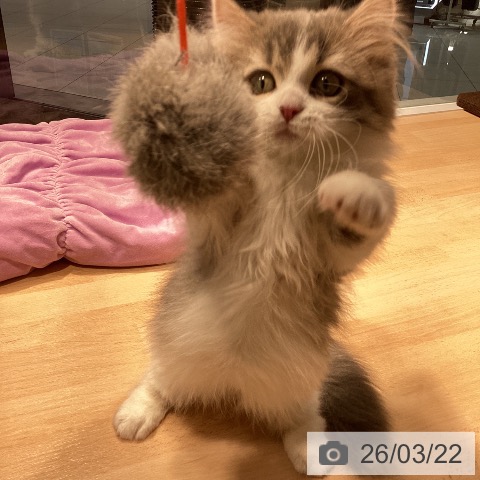 マンチカンの写真