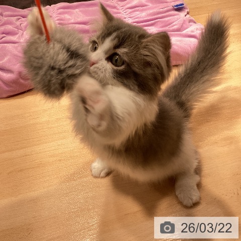 マンチカンの写真