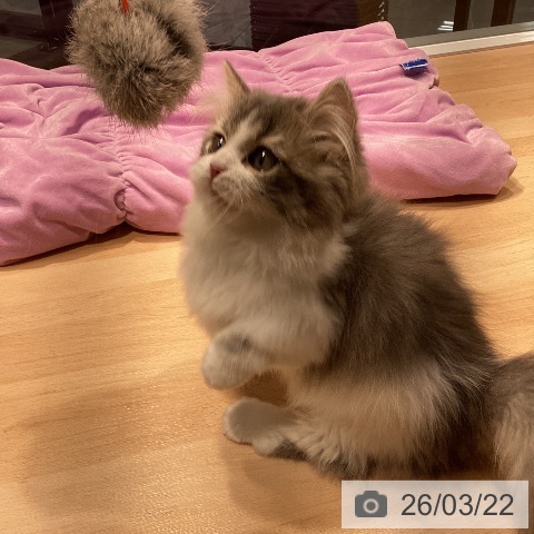 マンチカンの写真