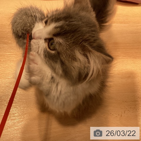 マンチカンの写真