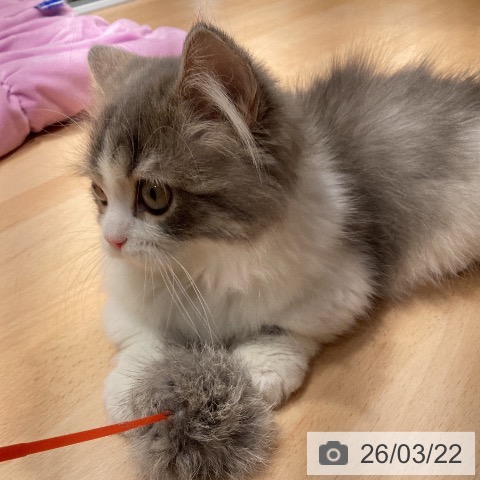 マンチカンの写真