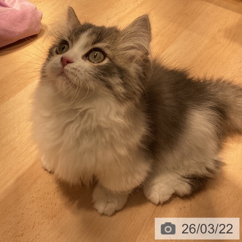 マンチカンの写真