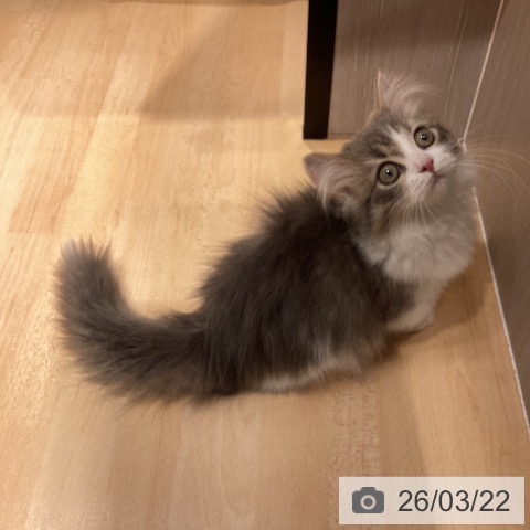 マンチカンの写真