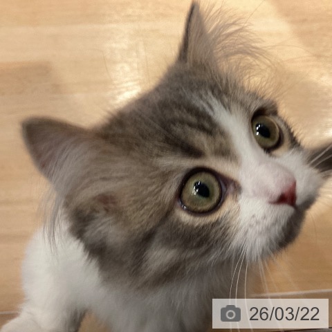 マンチカンの写真