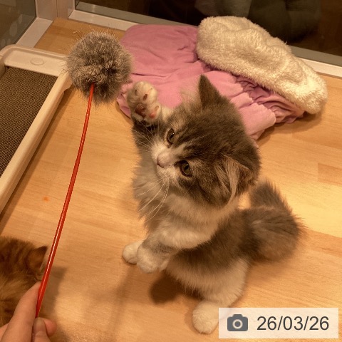 神奈川県のマンチカン (ペットプラス 座間店/2025年11月10日生まれ/男の子/ブルータビーホワイト)の子猫の3枚目の画像