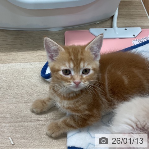 埼玉県のアメリカンショートヘアー (ペットプラス ららぽーと富士見店/2025年11月13日生まれ/男の子/レッドタビー)の子猫の4枚目の画像