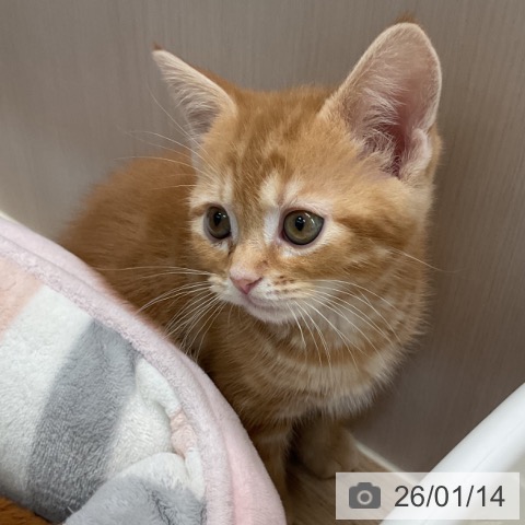 埼玉県のアメリカンショートヘアー (ペットプラス ららぽーと富士見店/2025年11月13日生まれ/男の子/レッドタビー)の子猫の3枚目の画像