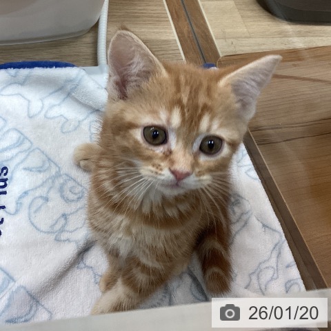 埼玉県のアメリカンショートヘアー (ペットプラス ららぽーと富士見店/2025年11月13日生まれ/男の子/レッドタビー)の子猫の3枚目の画像