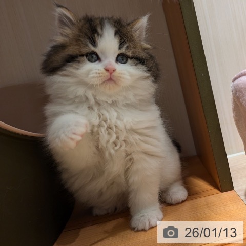 神奈川県のスコティッシュフォールド (ペットプラス 川崎ルフロン店/2025年11月9日生まれ/男の子/ブラウンタビーホワイト)の子猫の4枚目の画像