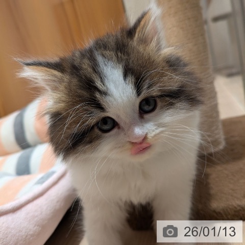 神奈川県のスコティッシュフォールド (ペットプラス 川崎ルフロン店/2025年11月9日生まれ/男の子/ブラウンタビーホワイト)の子猫の3枚目の画像