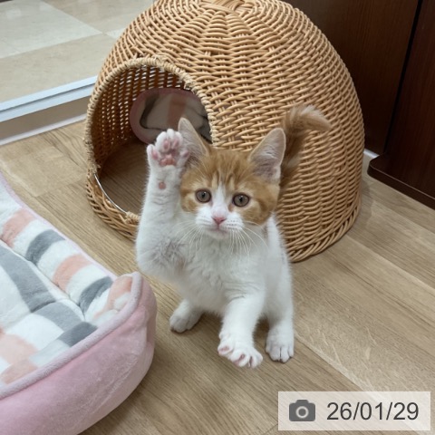 スコティッシュフォールドの写真