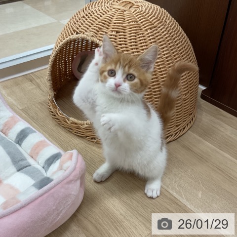 スコティッシュフォールドの写真