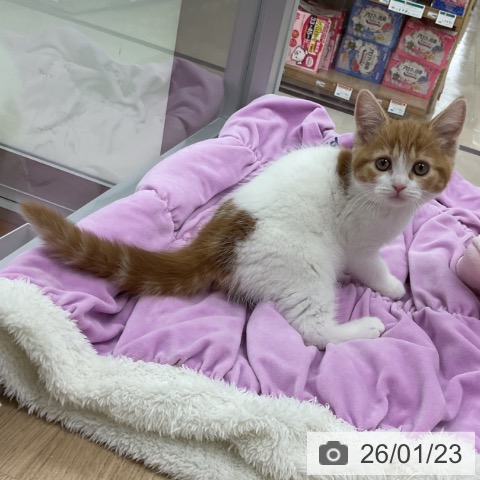 神奈川県のスコティッシュフォールド (ペットプラス アミーゴ藤沢店/2025年11月9日生まれ/女の子/レッドタビーホワイト)の子猫の4枚目の画像