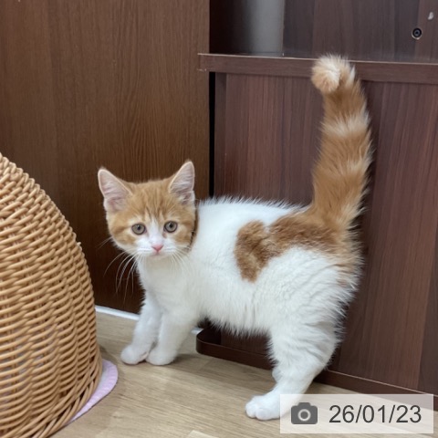 神奈川県のスコティッシュフォールド (ペットプラス アミーゴ藤沢店/2025年11月9日生まれ/女の子/レッドタビーホワイト)の子猫の3枚目の画像