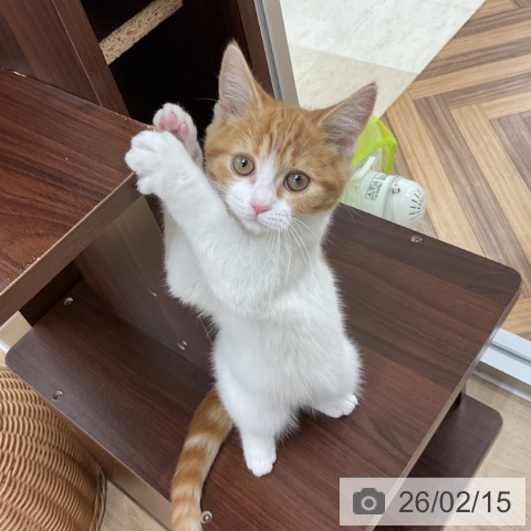 神奈川県のスコティッシュフォールド (ペットプラス アミーゴ藤沢店/2025年11月9日生まれ/女の子/レッドタビーホワイト)の子猫の3枚目の画像