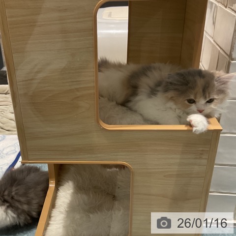 埼玉県のスコティッシュフォールド (ペットプラス コクーンシティ店/2025年11月9日生まれ/女の子/ダイリュートキャリコ)の子猫の4枚目の画像