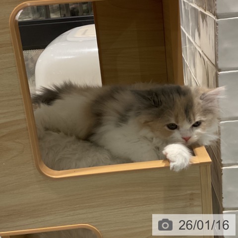 埼玉県のスコティッシュフォールド (ペットプラス コクーンシティ店/2025年11月9日生まれ/女の子/ダイリュートキャリコ)の子猫の3枚目の画像