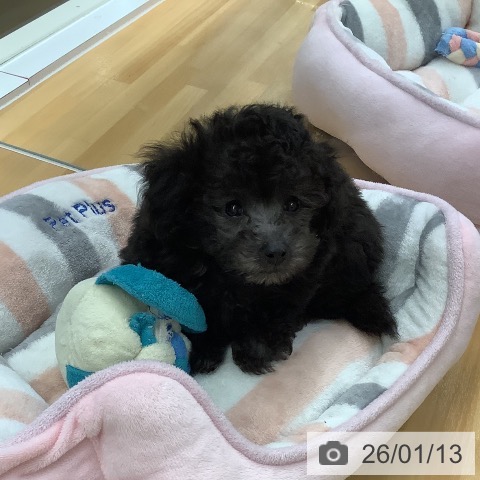 長野県のトイプードル(トイ) (ペットプラス 松本店/2025年11月13日生まれ/男の子/シルバー)の子犬の3枚目の画像