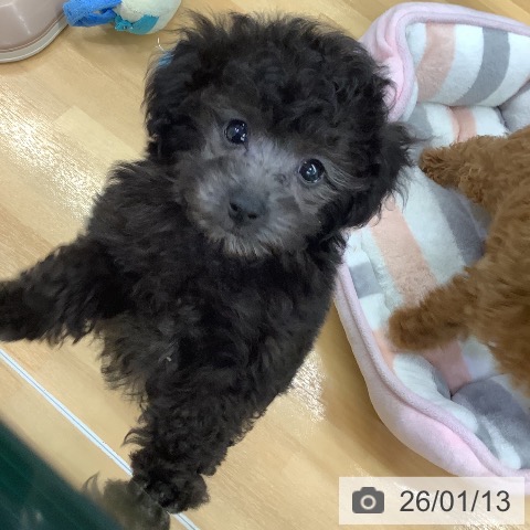 長野県のトイプードル(トイ) (ペットプラス 松本店/2025年11月13日生まれ/男の子/シルバー)の子犬の4枚目の画像