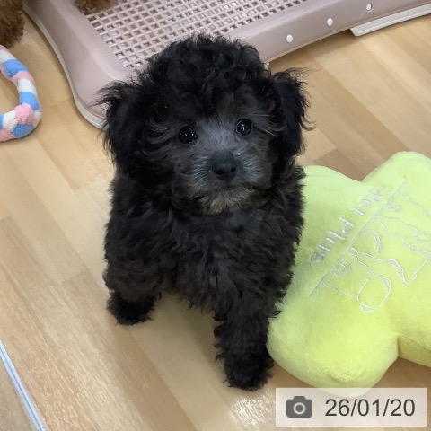 長野県のトイプードル(トイ) (ペットプラス 松本店/2025年11月13日生まれ/男の子/シルバー)の子犬の3枚目の画像