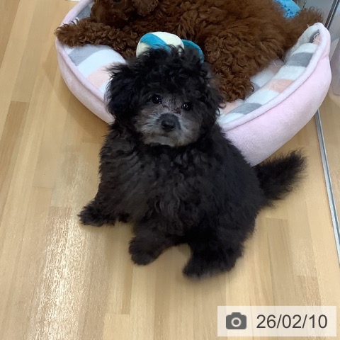 長野県のトイプードル(トイ) (ペットプラス 松本店/2025年11月13日生まれ/男の子/シルバー)の子犬の3枚目の画像