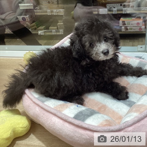 東京都のトイプードル(トイ) (ペットプラス むさし村山店/2025年11月13日生まれ/女の子/シルバー)の子犬の3枚目の画像