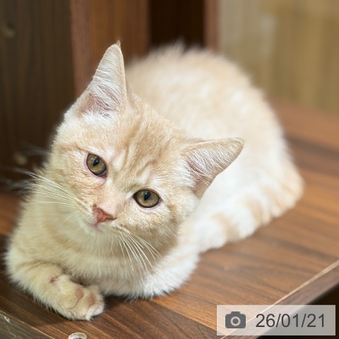 京都府のマンチカン (ペットプラス 京都桂川店/2025年10月15日生まれ/男の子/クリームタビー)の子猫の4枚目の画像