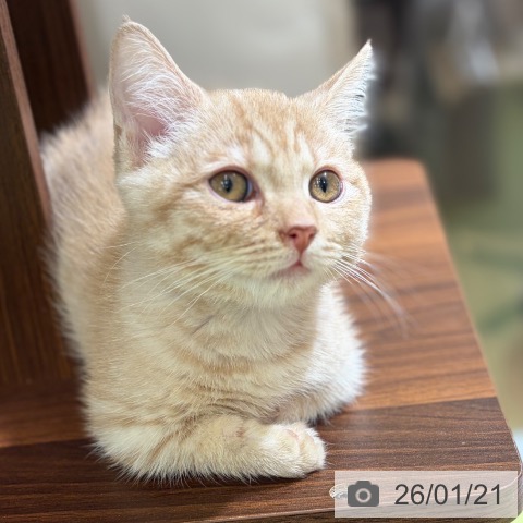 京都府のマンチカン (ペットプラス 京都桂川店/2025年10月15日生まれ/男の子/クリームタビー)の子猫の3枚目の画像