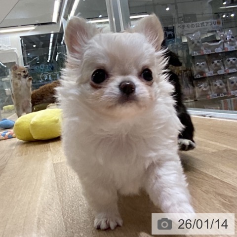 東京都のチワワ(ロング) (ペットプラス むさし村山店/2025年10月30日生まれ/女の子/クリームホワイト)の子犬の3枚目の画像