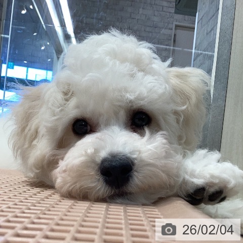 ビション・フリーゼの写真