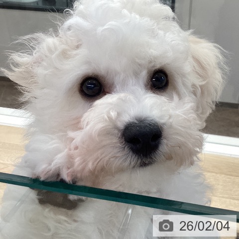 ビション・フリーゼの写真