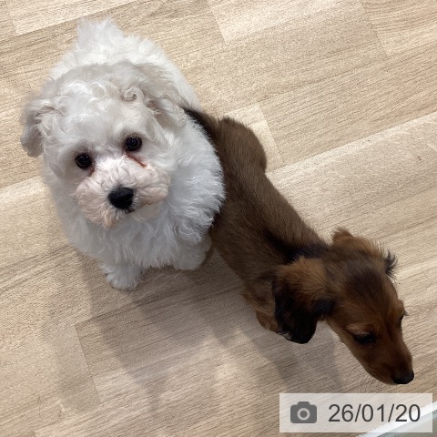 神奈川県のビションフリーゼ (ペットプラス 座間店/2025年11月8日生まれ/男の子/ホワイト)の子犬の3枚目の画像