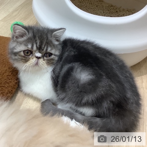 埼玉県のエキゾチック (ペットプラス ららぽーと新三郷店/2025年11月3日生まれ/女の子/ブルータビーホワイト)の子猫の4枚目の画像