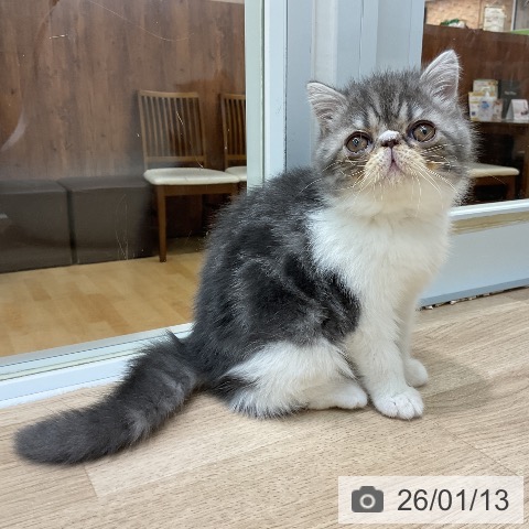 埼玉県のエキゾチック (ペットプラス ららぽーと新三郷店/2025年11月3日生まれ/女の子/ブルータビーホワイト)の子猫の3枚目の画像