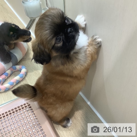 埼玉県のペキニーズ (ペットプラス ららぽーと新三郷店/2025年11月13日生まれ/女の子/フォーンホワイト)の子犬の4枚目の画像