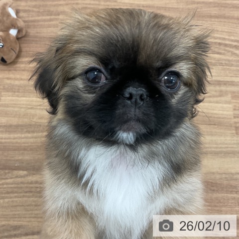 ペキニーズの写真