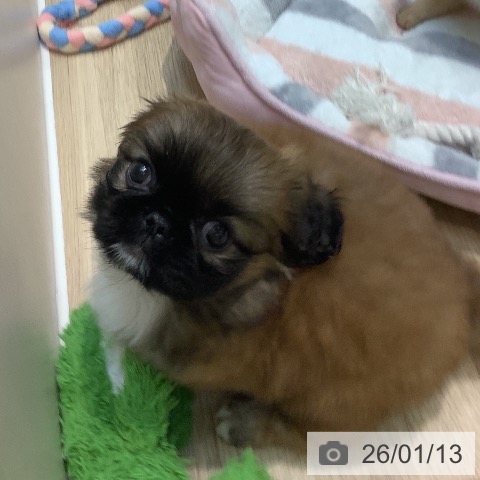 埼玉県のペキニーズ (ペットプラス ららぽーと新三郷店/2025年11月13日生まれ/女の子/フォーンホワイト)の子犬の3枚目の画像