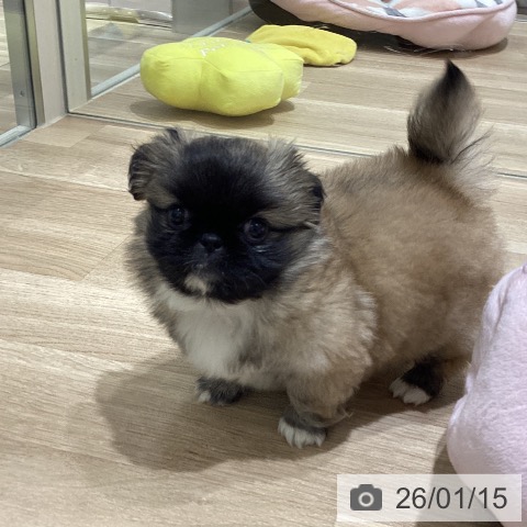 長野県のペキニーズ (ペットプラス 須坂店/2025年11月13日生まれ/女の子/フォーンホワイト)の子犬の4枚目の画像