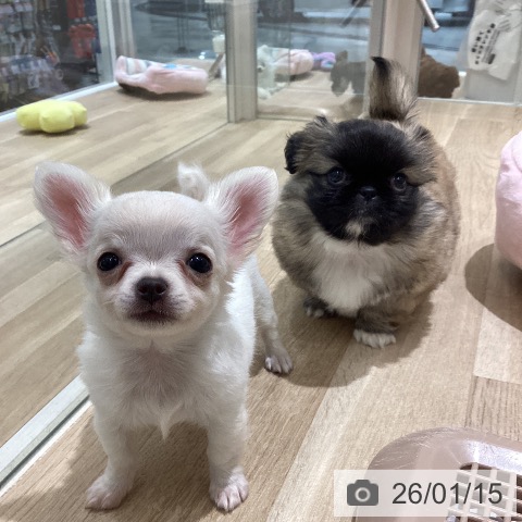 長野県のペキニーズ (ペットプラス 須坂店/2025年11月13日生まれ/女の子/フォーンホワイト)の子犬の3枚目の画像