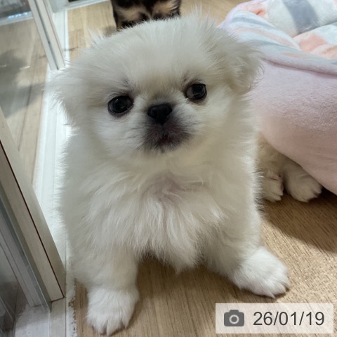 神奈川県のペキニーズ (ペットプラス 湘南平塚店/2025年11月13日生まれ/女の子/ホワイト)の子犬の4枚目の画像