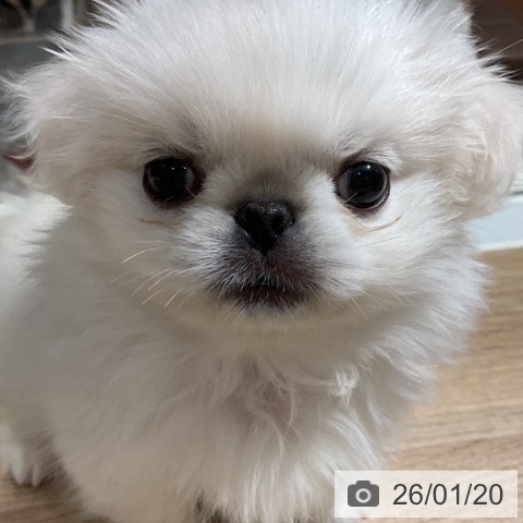 神奈川県のペキニーズ (ペットプラス 湘南平塚店/2025年11月13日生まれ/女の子/ホワイト)の子犬の3枚目の画像
