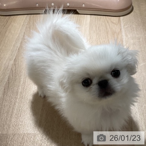 神奈川県のペキニーズ (ペットプラス 湘南平塚店/2025年11月13日生まれ/女の子/ホワイト)の子犬の3枚目の画像