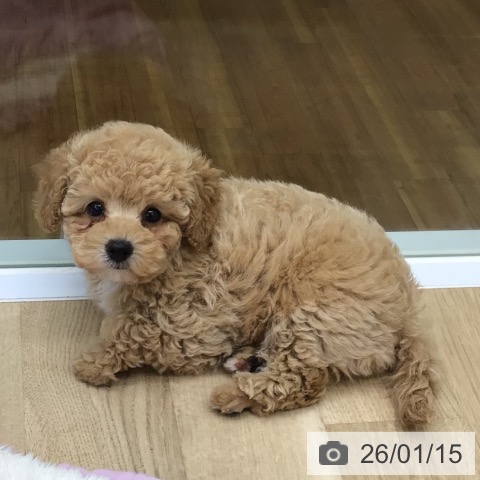 福島県のトイプードル(トイ) (ペットプラス 福島店/2025年11月8日生まれ/女の子/アプリコット)の子犬の3枚目の画像