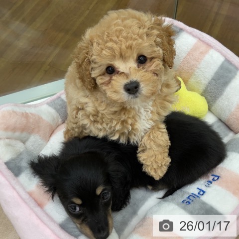 福島県のトイプードル(トイ) (ペットプラス 福島店/2025年11月8日生まれ/女の子/アプリコット)の子犬の4枚目の画像