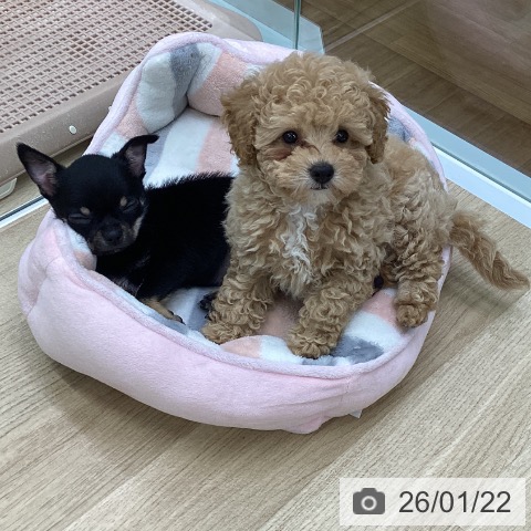 福島県のトイプードル(トイ) (ペットプラス 福島店/2025年11月8日生まれ/女の子/アプリコット)の子犬の3枚目の画像