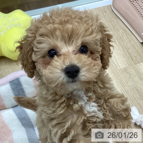 福島県のトイプードル(トイ) (ペットプラス 福島店/2025年11月8日生まれ/女の子/アプリコット)の子犬の3枚目の画像