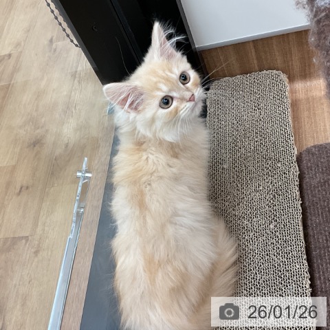 茨城県のマンチカン (ペッツワン 古河店/2025年10月29日生まれ/男の子/クリームタビー)の子猫の4枚目の画像