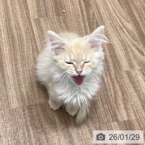 マンチカンの写真